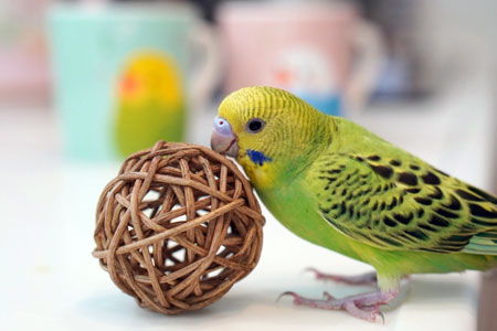 Ļ